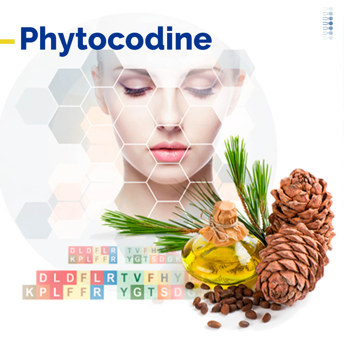 Lipoid Kosmetik lança novo ativo botânico: PhytoCodine<sup>®</sup>